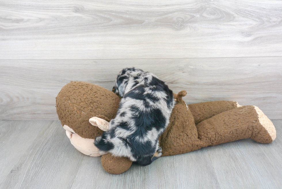 Friendly Mini Labradoodle Baby