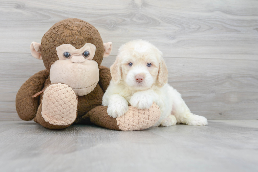 Mini Labradoodle Puppy for Adoption