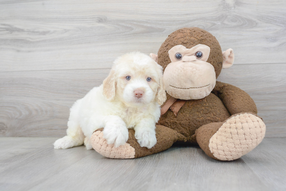 Mini Labradoodle Puppy for Adoption