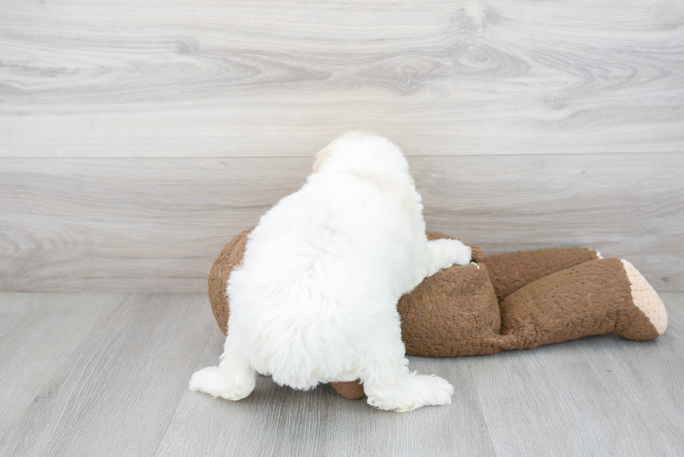 Friendly Mini Labradoodle Baby