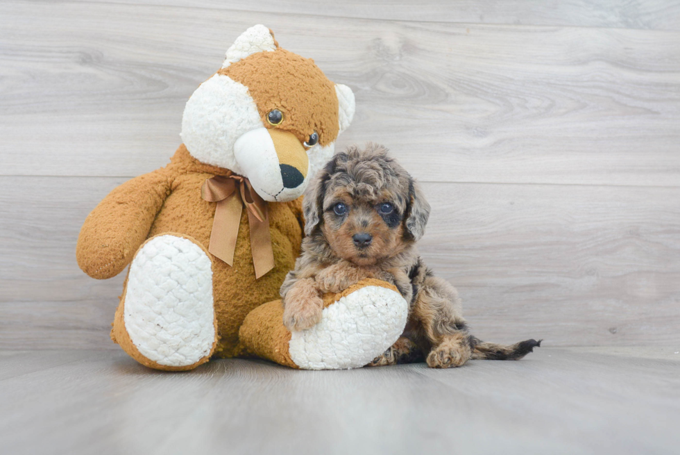 Small Mini Labradoodle Baby