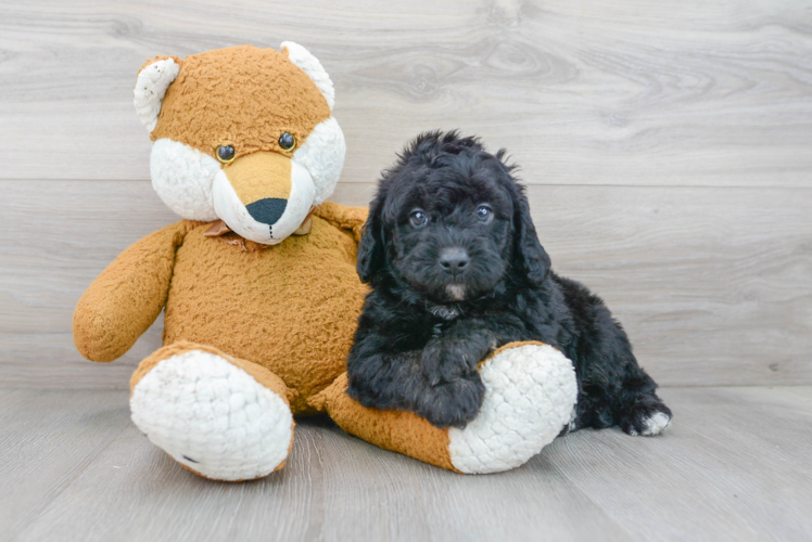 Sweet Mini Labradoodle Baby