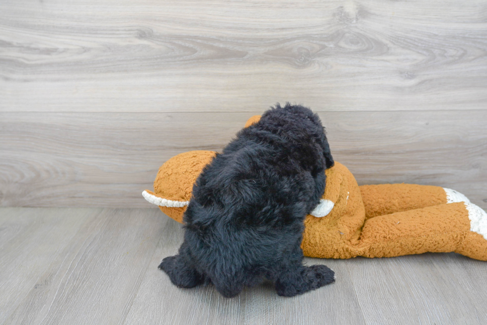 Friendly Mini Labradoodle Baby