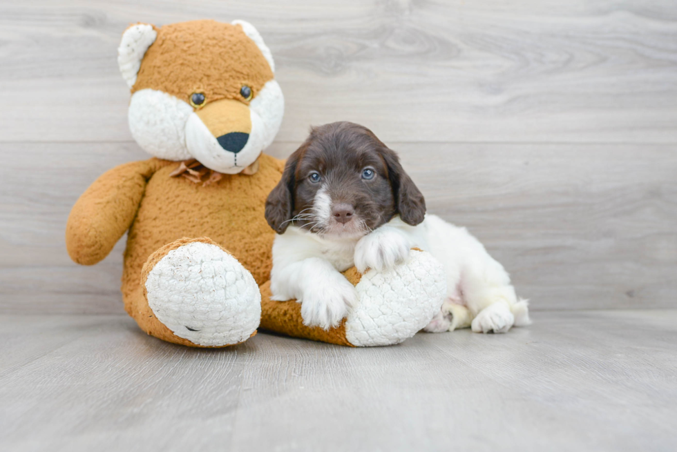 Little Labrador Poodle Mix Puppy