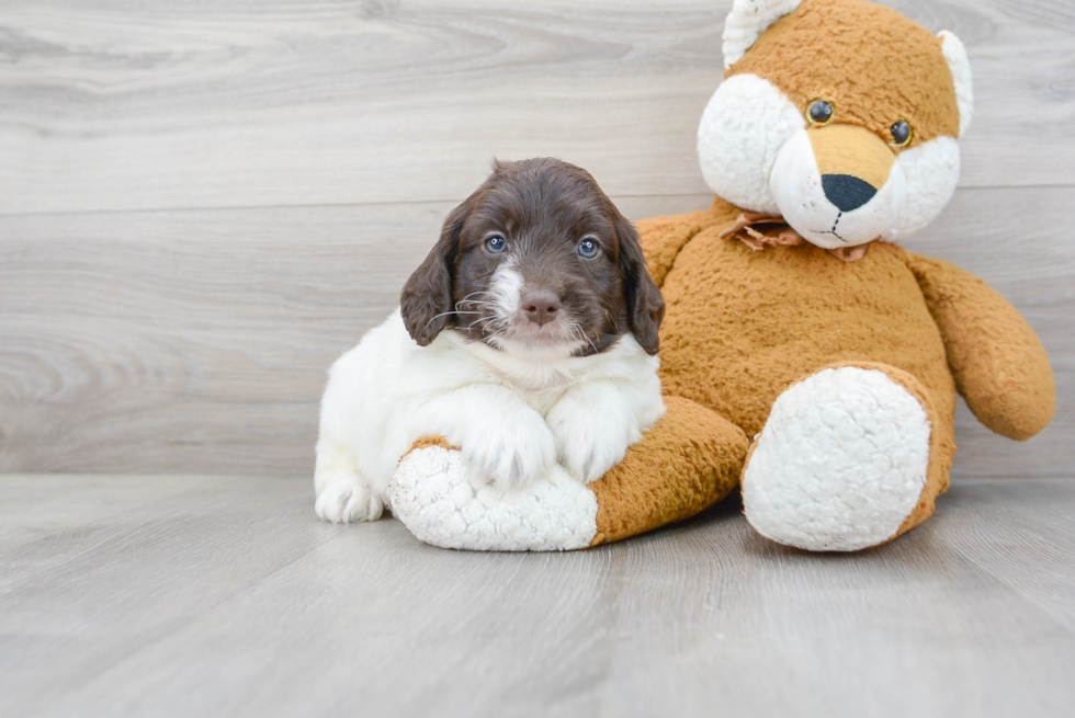 Mini Labradoodle Pup Being Cute