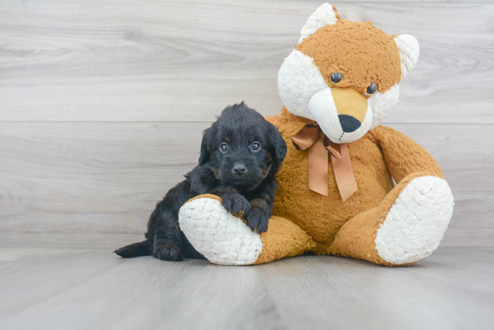 Best Mini Labradoodle Baby