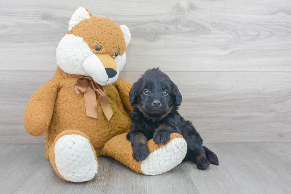 Best Mini Labradoodle Baby