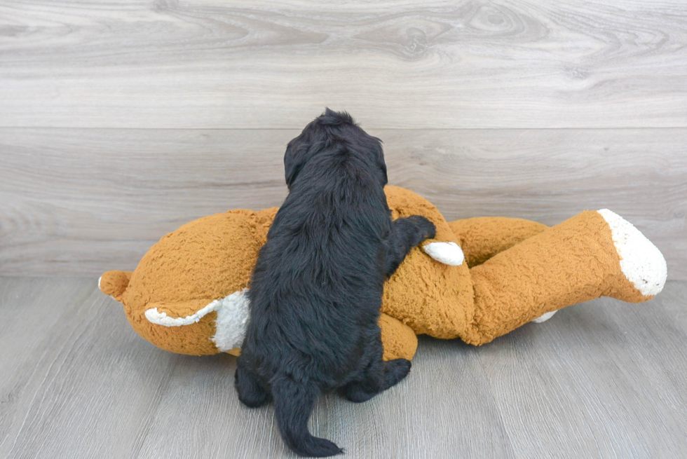 Mini Labradoodle Pup Being Cute