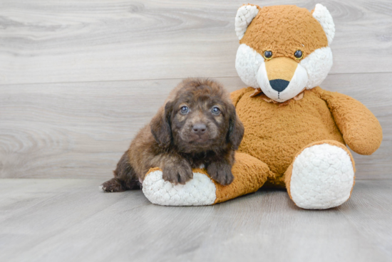 Friendly Mini Labradoodle Baby