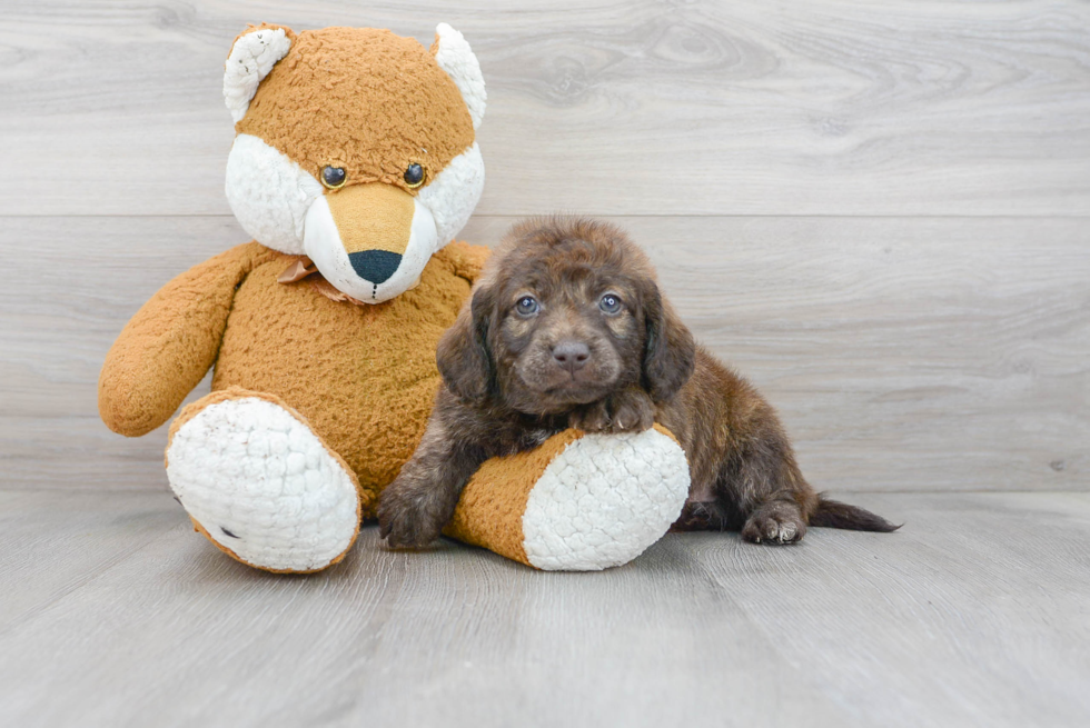 Cute Mini Labradoodle Baby