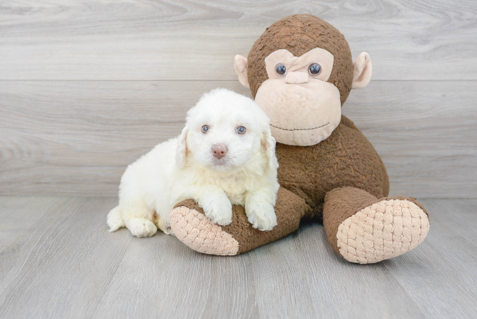 Funny Mini Labradoodle Poodle Mix Pup