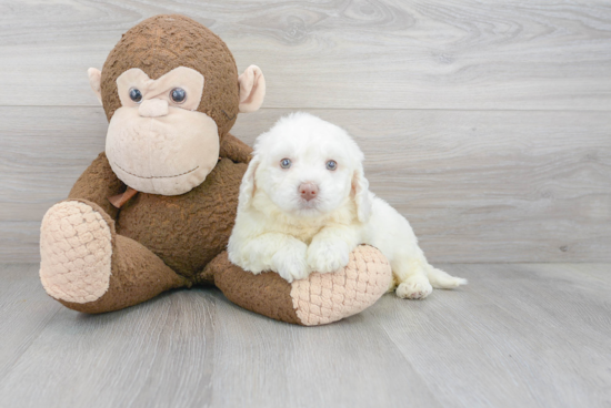 Playful Labrador Poodle Mix Puppy