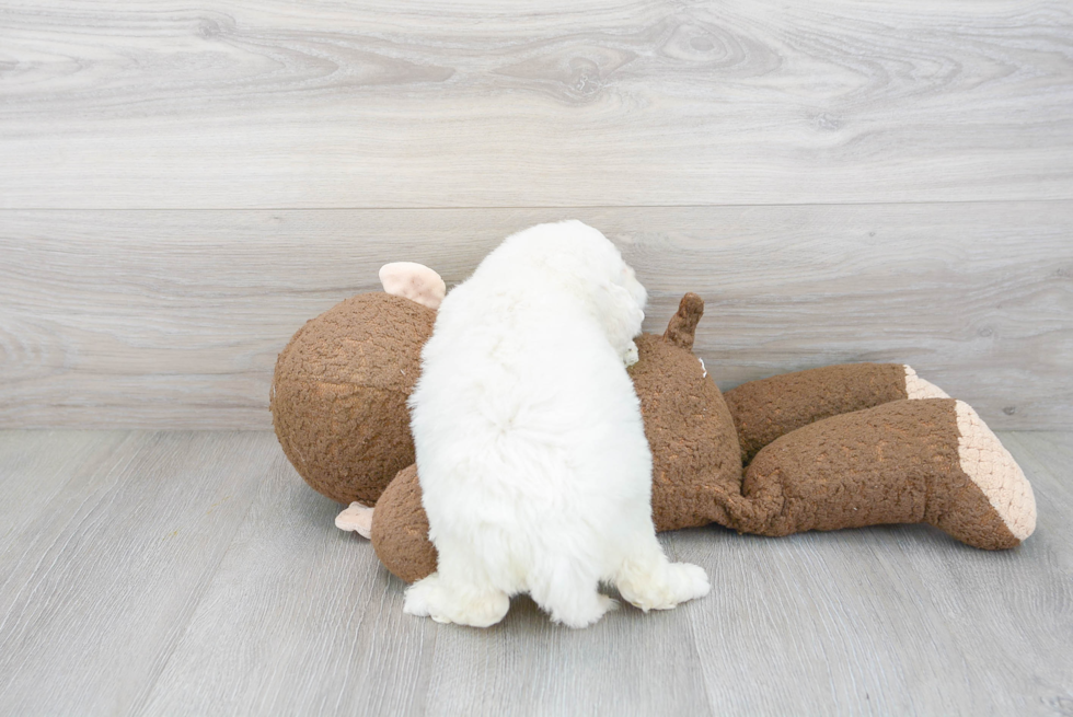 Popular Mini Labradoodle Poodle Mix Pup