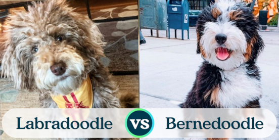 Mini Labradoodle vs Mini Bernedoodle Comparison