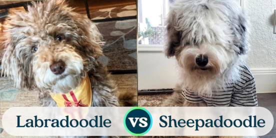 Mini Labradoodle vs Mini Sheepadoodle Comparison