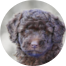Mini Labradoodle Puppies For Sale - Premier Pups Mini Labradoodle Puppies For Sale - Premier Pups