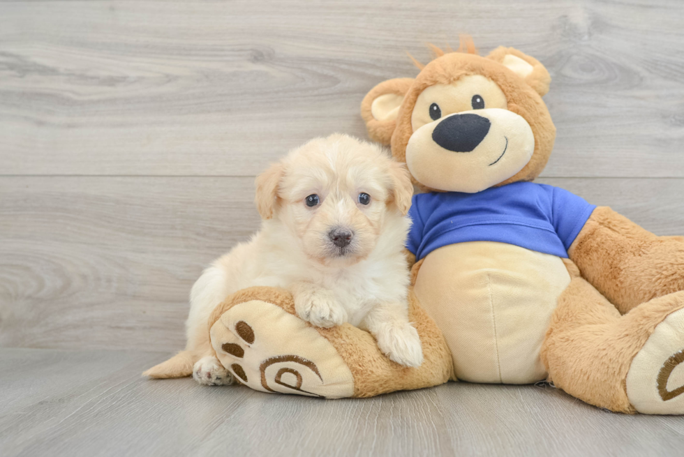 Adorable Mini Pomskydoodle Poodle Mix Puppy