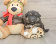 5 week old Mini Pomskydoodle Puppy For Sale - Premier Pups