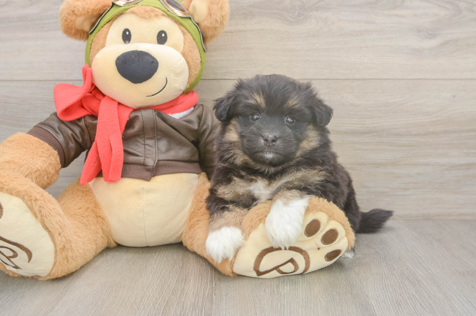 5 week old Mini Pomskydoodle Puppy For Sale - Premier Pups