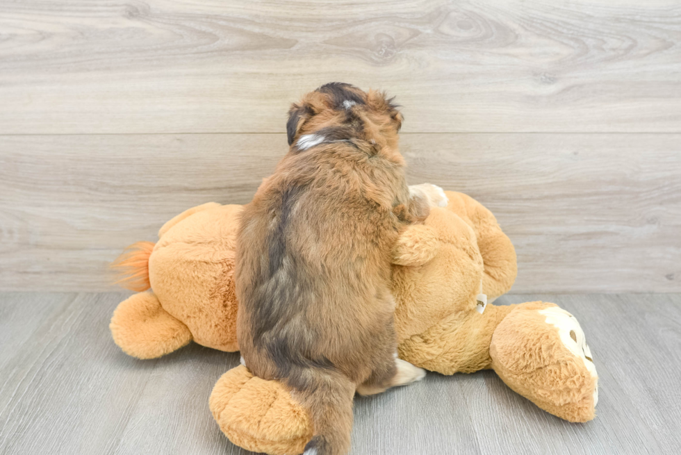 Mini Pomskydoodle Puppy for Adoption