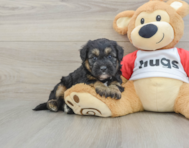 5 week old Mini Pomskydoodle Puppy For Sale - Premier Pups