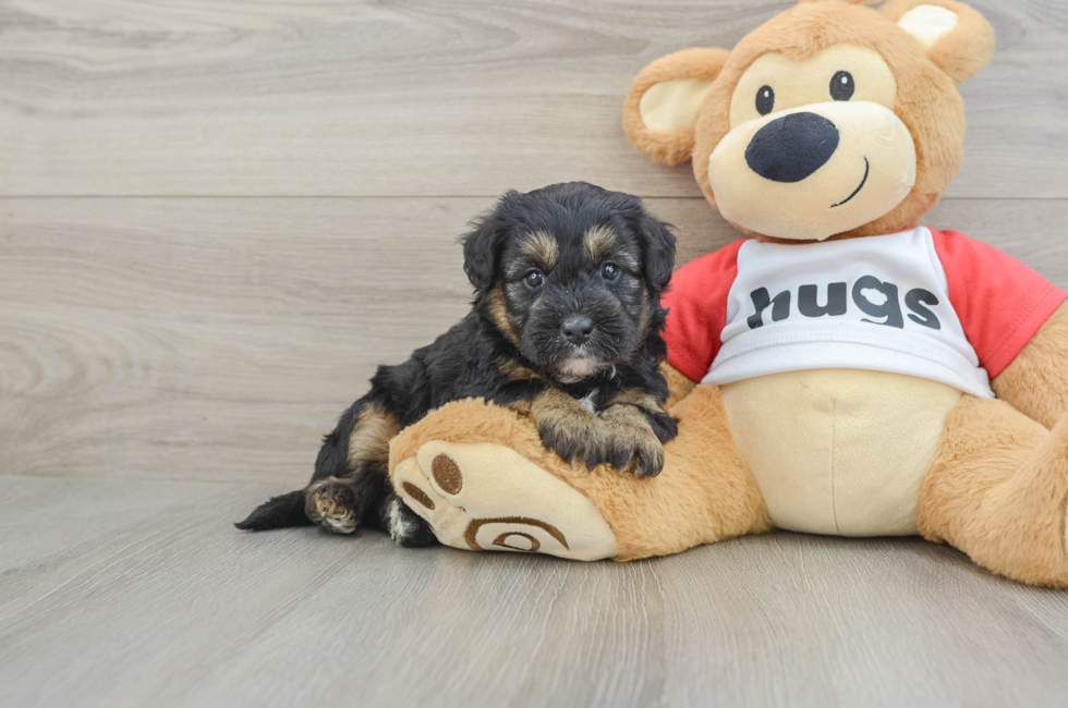 5 week old Mini Pomskydoodle Puppy For Sale - Premier Pups