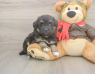 5 week old Mini Pomskydoodle Puppy For Sale - Premier Pups