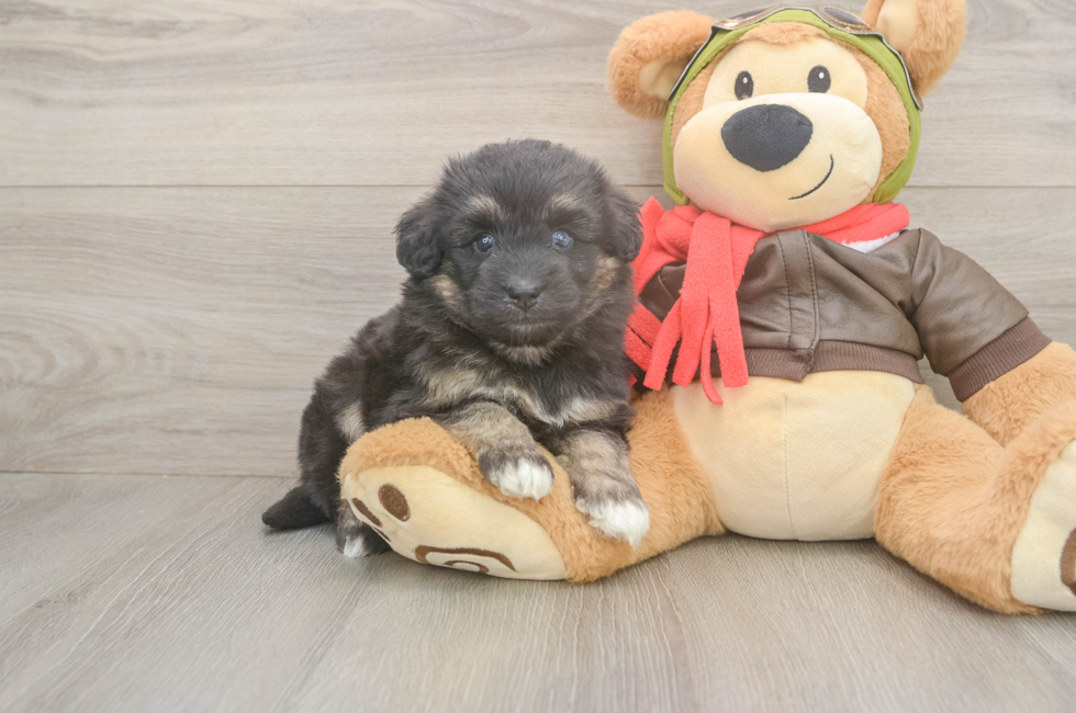 5 week old Mini Pomskydoodle Puppy For Sale - Premier Pups