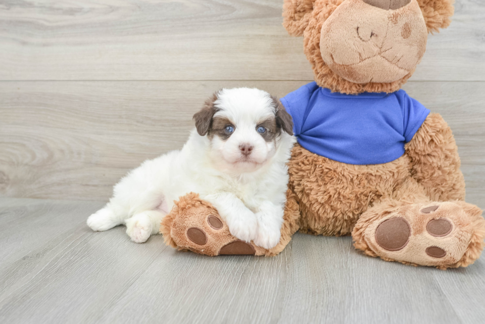 Funny Mini Pomskydoodle Poodle Mix Pup