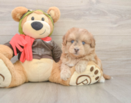 5 week old Mini Pomskydoodle Puppy For Sale - Premier Pups