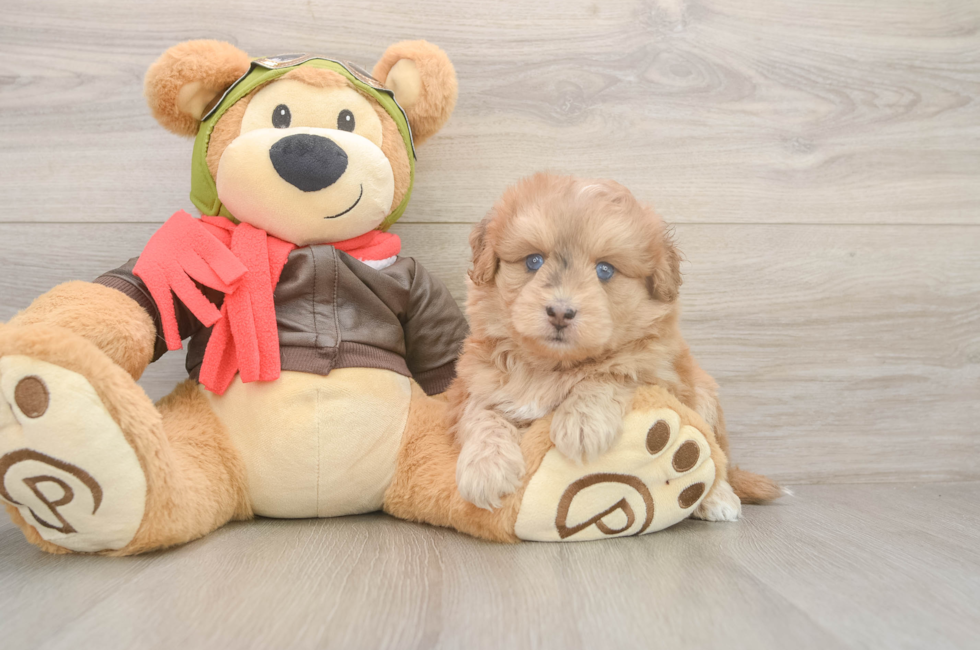 5 week old Mini Pomskydoodle Puppy For Sale - Premier Pups