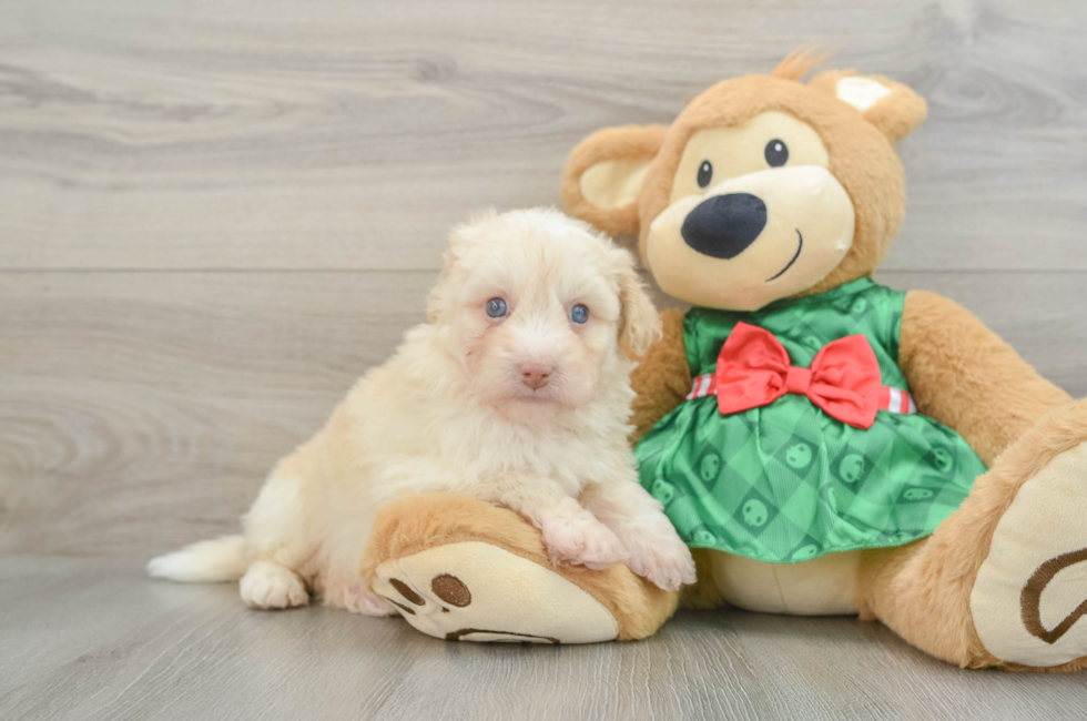 6 week old Mini Pomskydoodle Puppy For Sale - Premier Pups