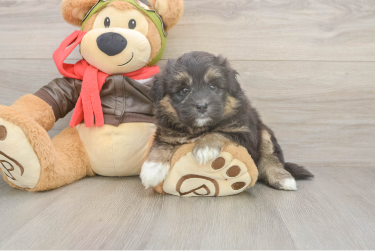 Funny Mini Pomskydoodle Poodle Mix Pup