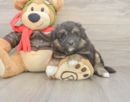 5 week old Mini Pomskydoodle Puppy For Sale - Premier Pups