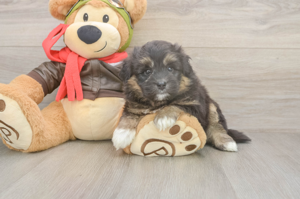 5 week old Mini Pomskydoodle Puppy For Sale - Premier Pups