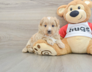 5 week old Mini Pomskydoodle Puppy For Sale - Premier Pups