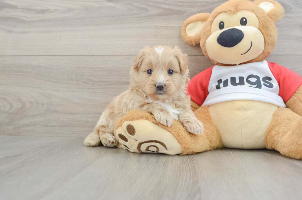 5 week old Mini Pomskydoodle Puppy For Sale - Premier Pups