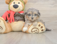 5 week old Mini Pomskydoodle Puppy For Sale - Premier Pups