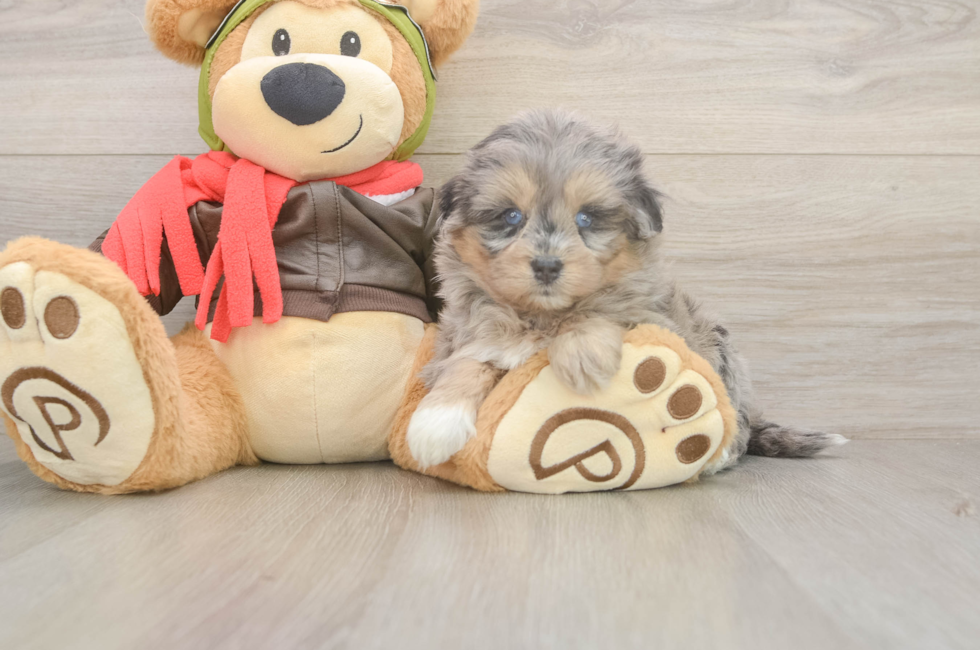 5 week old Mini Pomskydoodle Puppy For Sale - Premier Pups