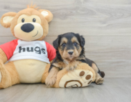 5 week old Mini Pomskydoodle Puppy For Sale - Premier Pups
