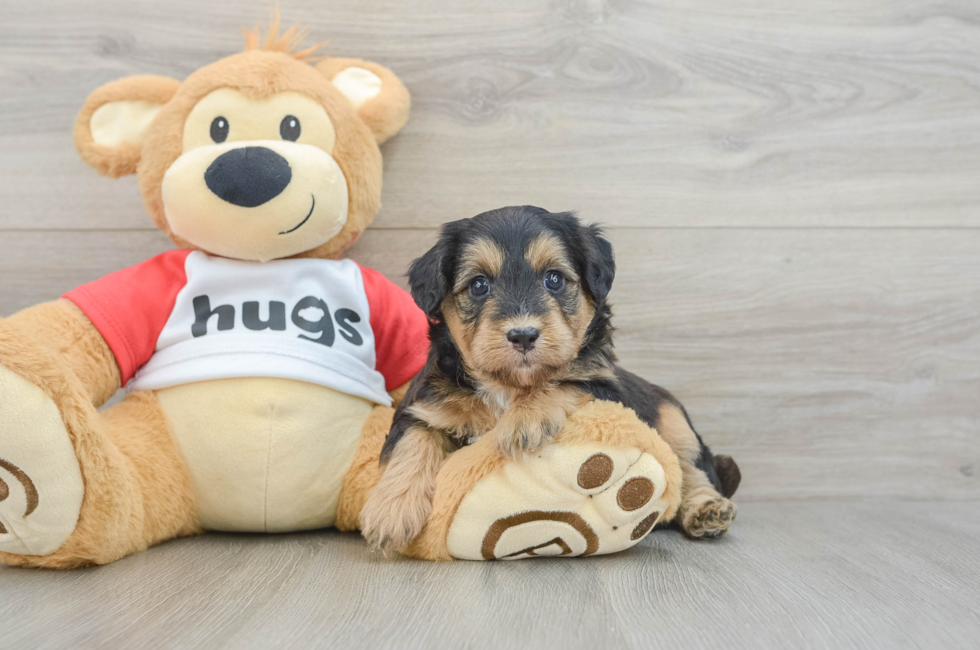 5 week old Mini Pomskydoodle Puppy For Sale - Premier Pups