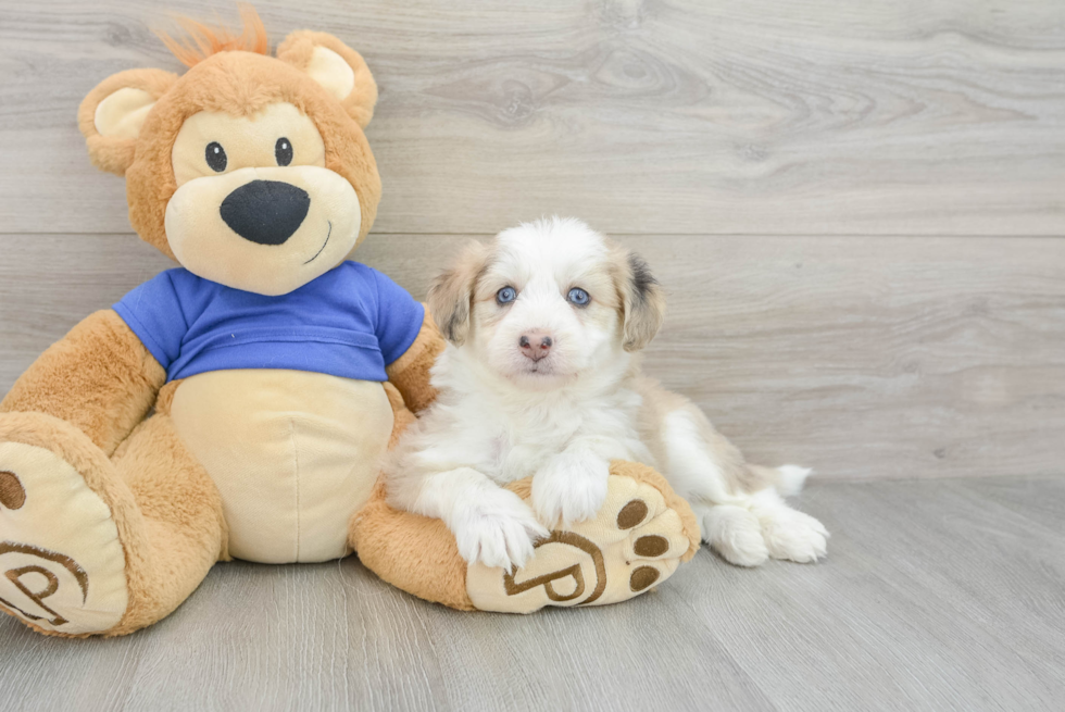 Mini Pomskydoodle Puppy for Adoption