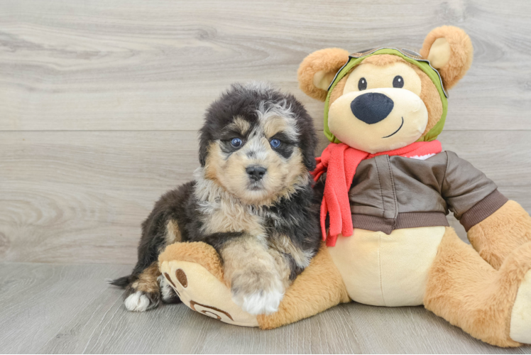 Hypoallergenic Mini Pomskydoodle Poodle Mix Puppy