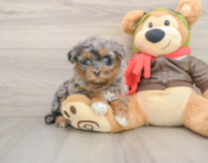 7 week old Mini Pomskydoodle Puppy For Sale - Premier Pups