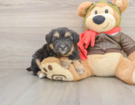 8 week old Mini Pomskydoodle Puppy For Sale - Premier Pups