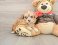 5 week old Mini Pomskydoodle Puppy For Sale - Premier Pups