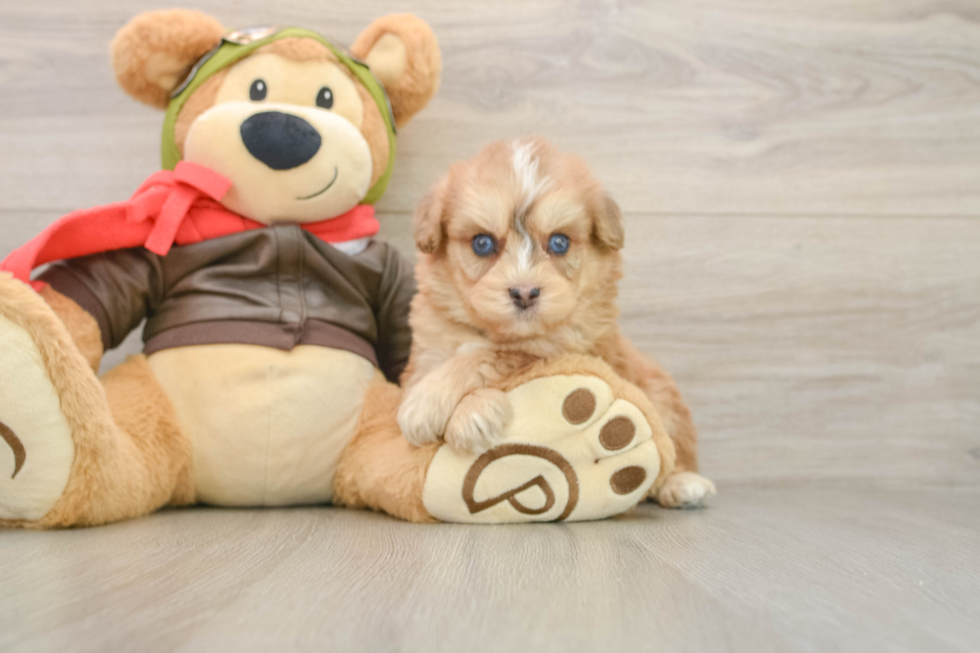 Mini Pomskydoodle Puppy for Adoption