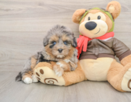 7 week old Mini Pomskydoodle Puppy For Sale - Premier Pups