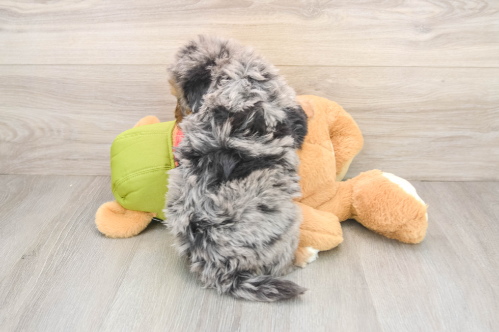 Mini Pomskydoodle Pup Being Cute