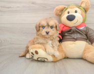 5 week old Mini Pomskydoodle Puppy For Sale - Premier Pups